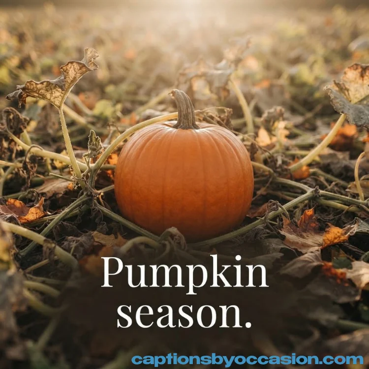 Pumpkin Patch Captions: 300+ Cute, Funny & Instagram-Worthy Ideas